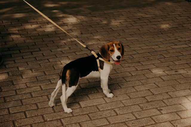 beagle-dog-on-a-leashe